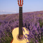 campo do lavanda musica