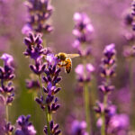 campo di lavanda filari